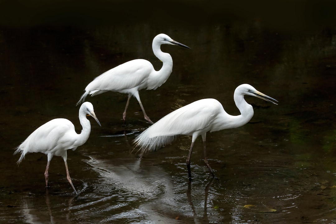 Three white herons wade through shallow water.