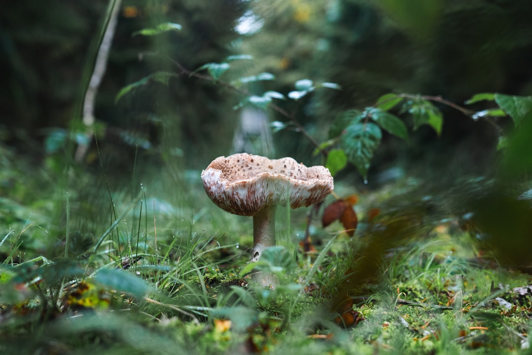 A mushroom stands tall in a lush forest, its cap a vibrant brown and white amidst a tapestry of greenery.