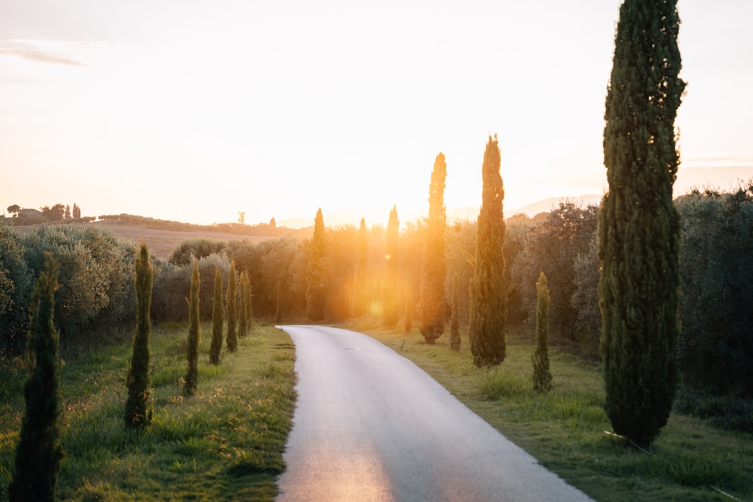 A winding road lined with trees stretches into the distance, surrounded by lush greenery.