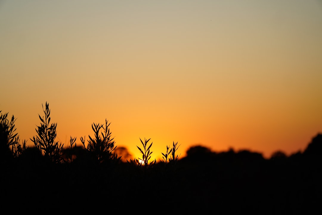 Silhouetted plants stand tall against a vibrant sunset sky.