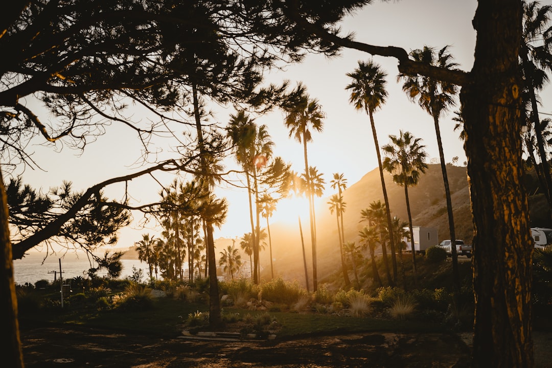 Sunlight filters through towering palm trees, casting a warm glow on the landscape.