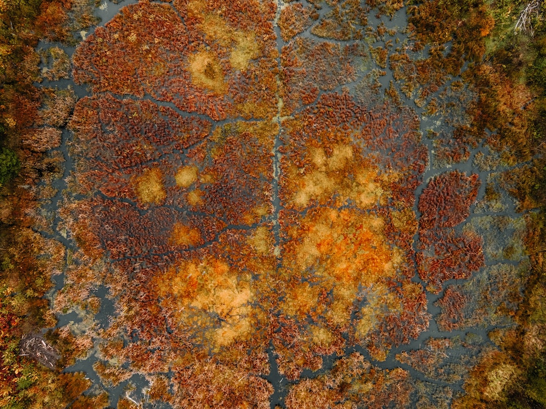 Aerial view of a vibrant forest with a kaleidoscope of autumn colors, showcasing a mosaic of orange, yellow, and green hues amidst a serene landscape.