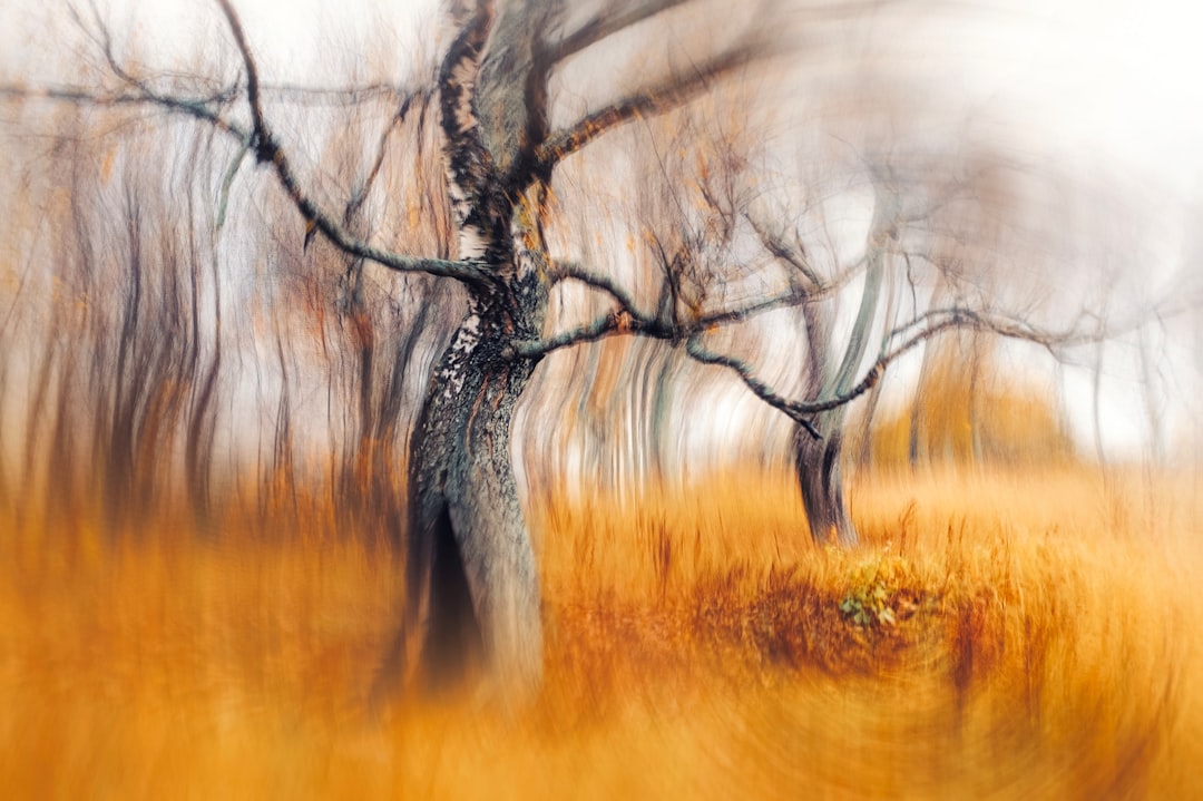 Vibrant orange grass stretches towards a tree with bare branches in an autumnal landscape.