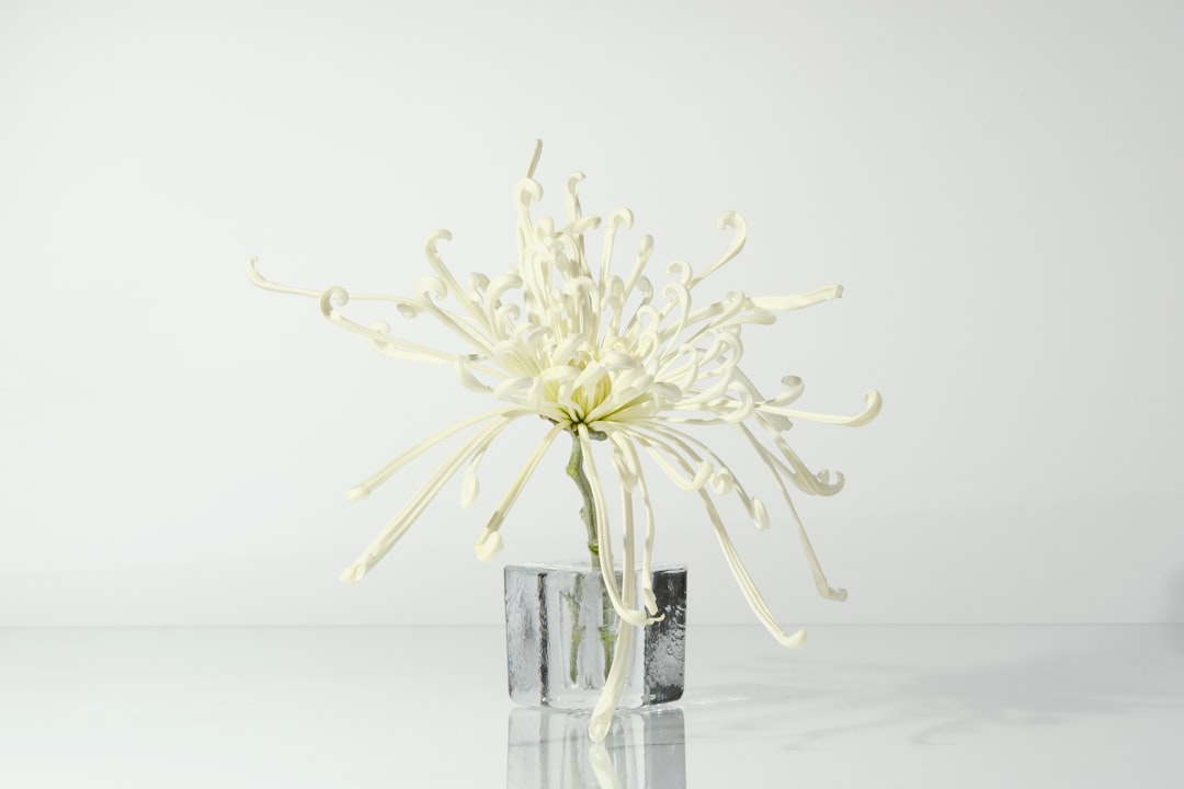 A delicate white flower, with slender petals and a subtle sheen, stands tall in a small glass vase.