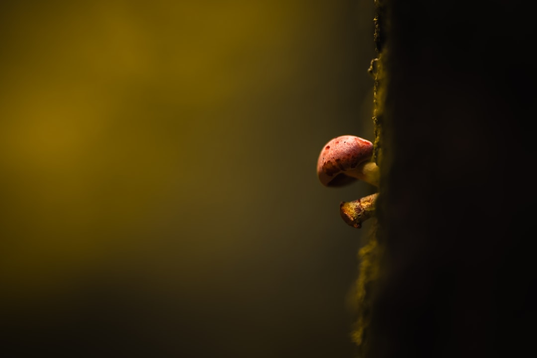 Red mushrooms peek out from a dark, mossy surface.
