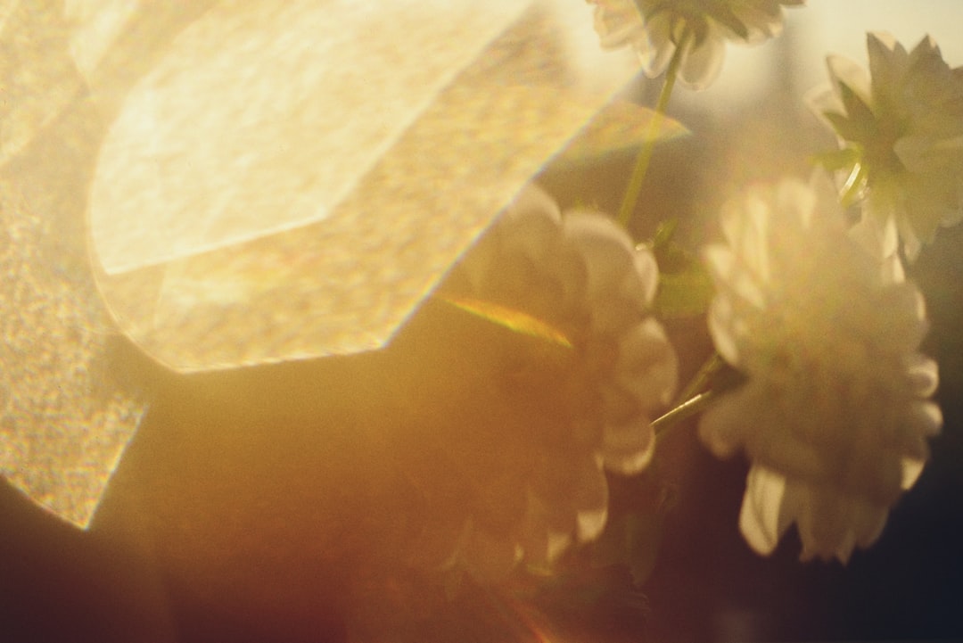 A delicate arrangement of white flowers and a beige fabric, illuminated by a warm, golden glow.