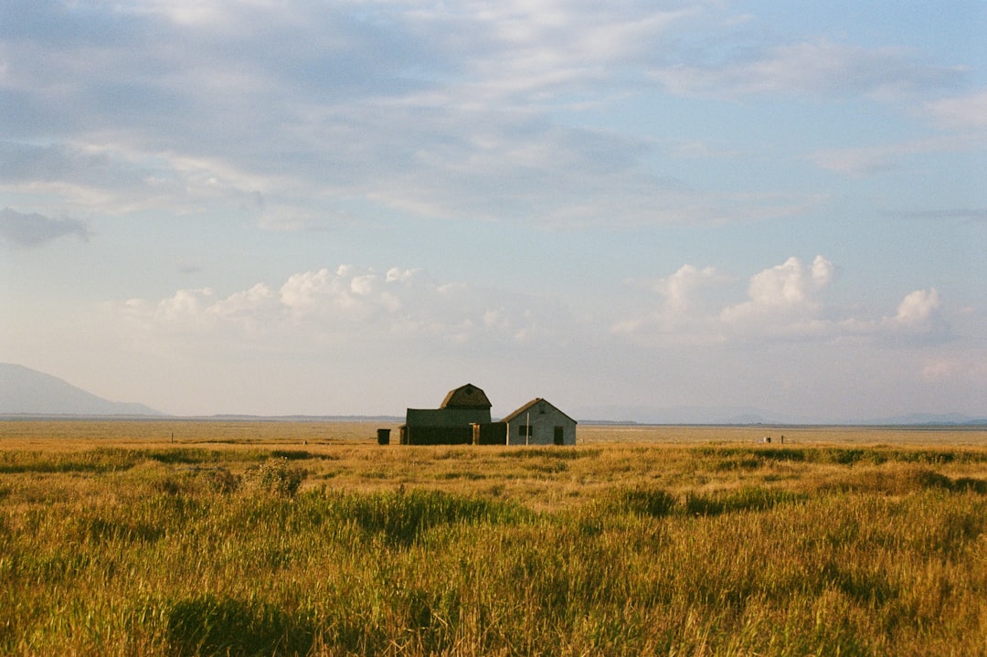A vast field of tall, golden grass stretches out under a pale blue sky dotted with fluffy white clouds.