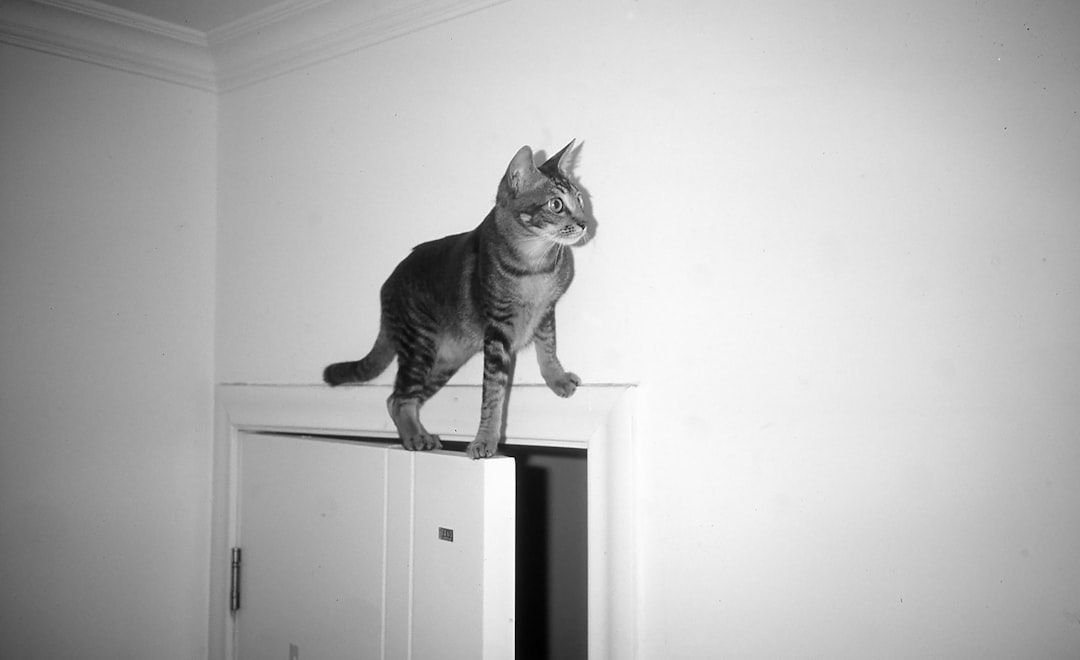 A cat perches on a door frame, its gaze directed upwards.