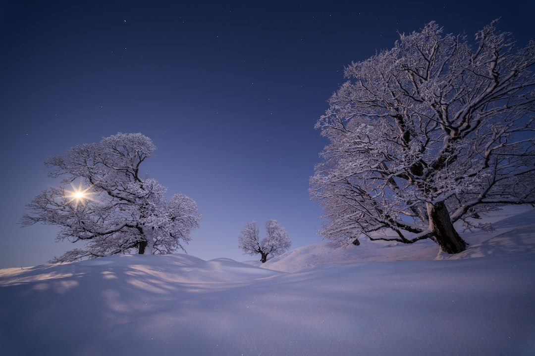 Snow-covered trees stand tall under a starry night sky.