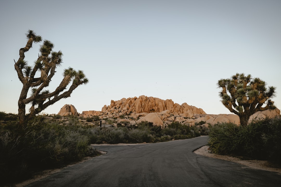 A winding road traverses the desert landscape, flanked by two majestic Joshua trees.