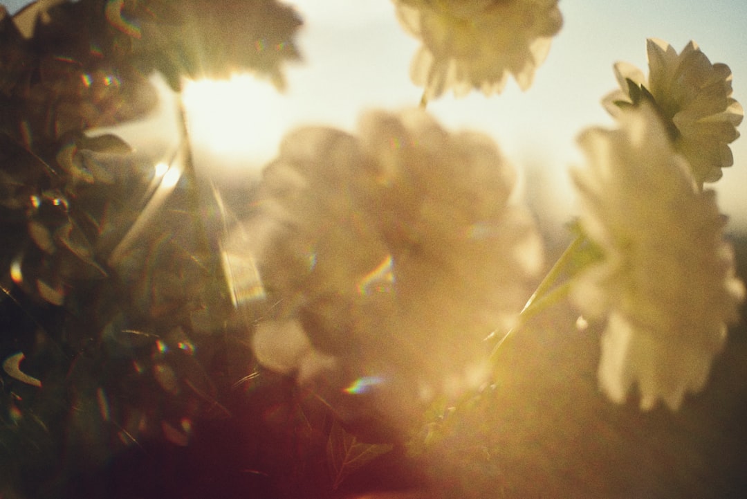 White flowers bask in the warm glow of sunlight.